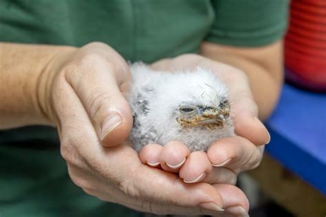 Tawny Frogmouth Chicks Arrive - Brevard Zoo