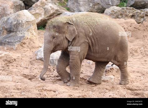 Male Asian Elephant, Anjan (Elephas maximus Stock Photo - Alamy