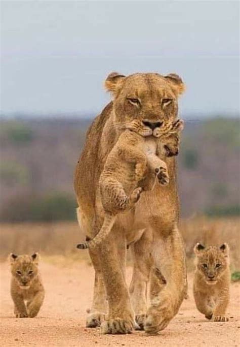 Mother Lion with Her Cubs Crossing the Road