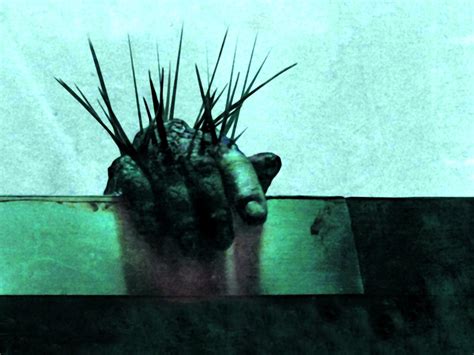 Splinter Wallpaper