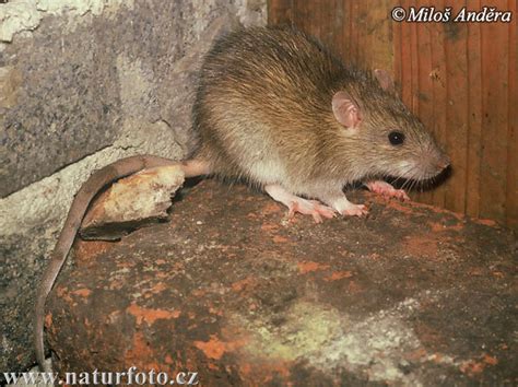 Tikus mondok Foto, Gambar