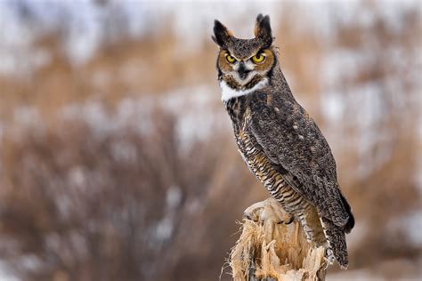 great horned owl minnesota breeding bird atlas