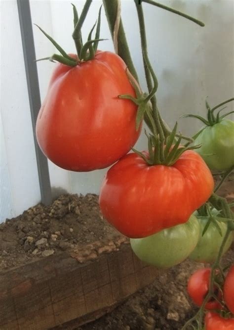 Томат Бочковой минусинский красный: описание сорта, ОТЗЫВЫ, фото ...