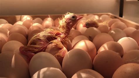 🐣РОЖДЕНИЕ ЦЫПЛЯТ 🐥ВЫЛУПЛЯЮТСЯ ИЗ ЯИЦ - YouTube