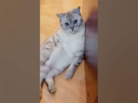 Как правильно тискать котика. - YouTube