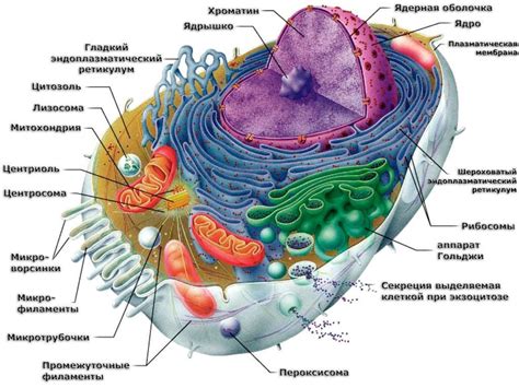 Клетка и клеточные органеллы - презентация онлайн