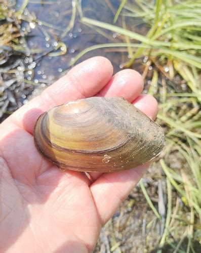 Genus Anodonta · iNaturalist Canada