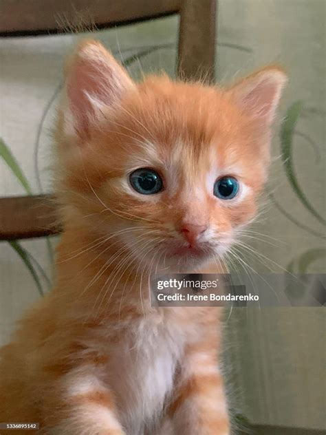 Portrait Of A Cute Red Kitten High-Res Stock Photo - Getty Images
