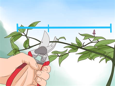 3 Ways to Prune Honeysuckle - wikiHow
