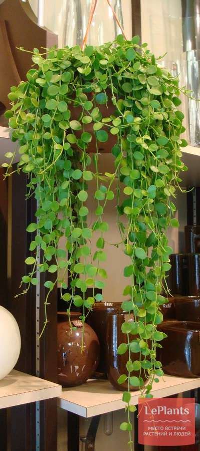 Дисхидия нуммалария (Dischidia nummularia) — описание, выращивание ...