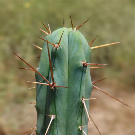 Bolivian Torch Cactus 'Trichocereus bridgesii' - Shop Online at Planet