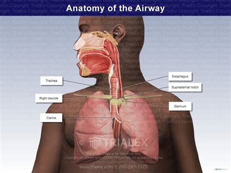 Anatomy of the Airway