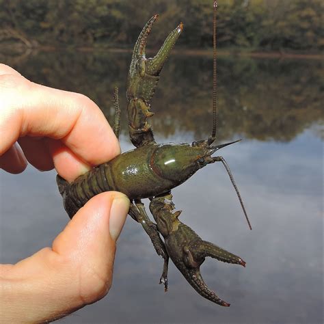 Crayfish