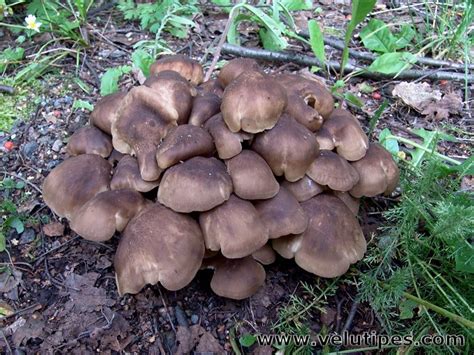 Lyophyllum decastes, tuhkatupaskynsikäs @ Natural Fungi in Finland