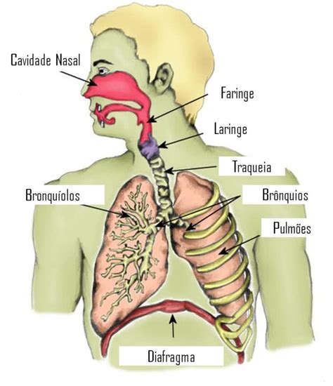 O Que E Respiração Pulmonar