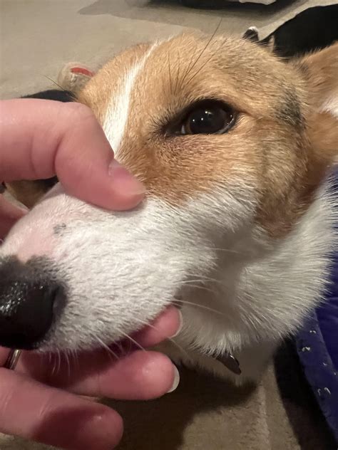 Large lump under dog’s eye : r/vet