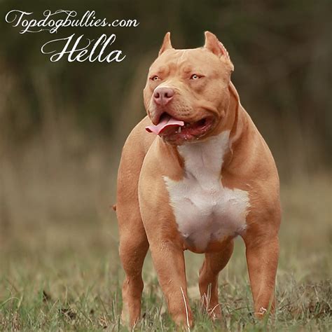 topdog bullies hella xl american bully fawn pitbull