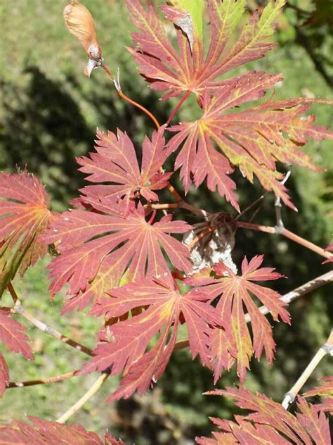 Клён японский Аконитифолиум (Acer japonicum Aconitifolium / Wu kong que ...