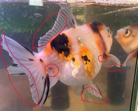 うちの金魚。今度は尾ぐされ病？？ - unagi-note.com