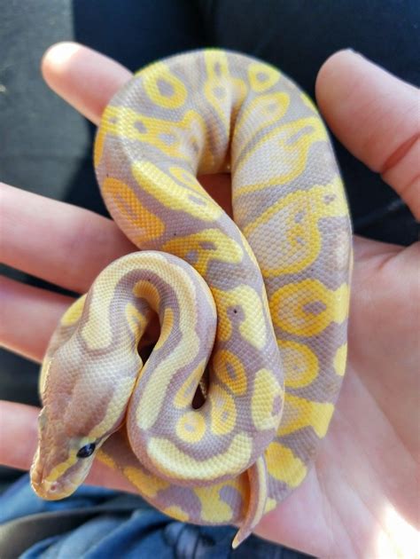 kinds  ball pythons