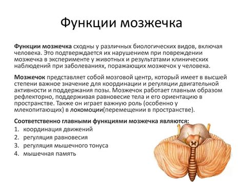 Строение и функции мозжечка - презентация онлайн