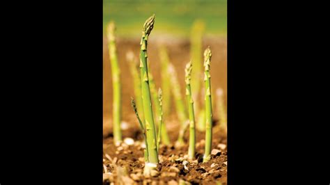 Посадка спаржи в грядки.(Asparagus)Царская спаржа. - YouTube