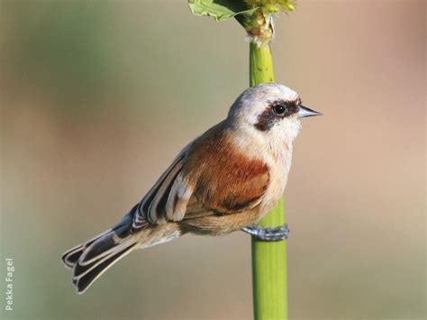 Eurasian Penduline Tit | KuwaitBirds.org