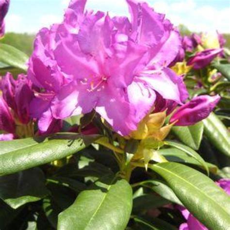 Purple Passion Rhododendron | Plant Addicts