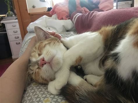 Stray Cat Clings to Woman Who Gave Her Food, and Won't Let Go... - Love ...