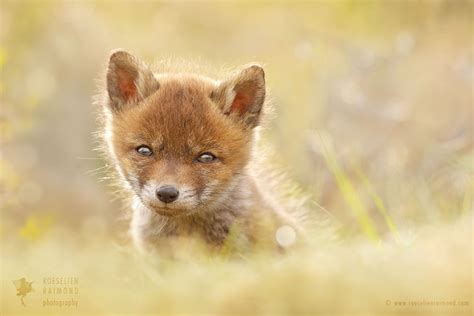 Red fox kits photography, cuteness captured in a photo