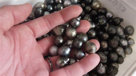 What Does A Black Pearl Look Like at Eugene Linn blog