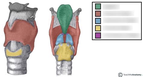 diagram  larynx cartilages quizlet