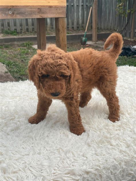 medium size poodle puppies | Dogs & Puppies for Rehoming | Oakville ...