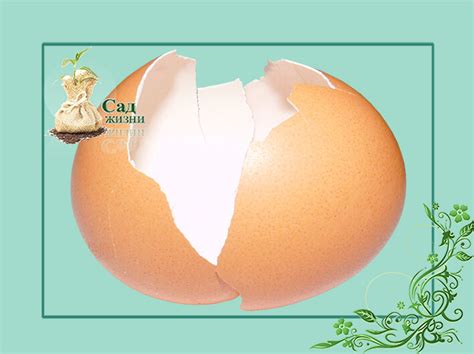 Яичная скорлупа удобрение или нет? Как правильно ее использовать | Сад ...