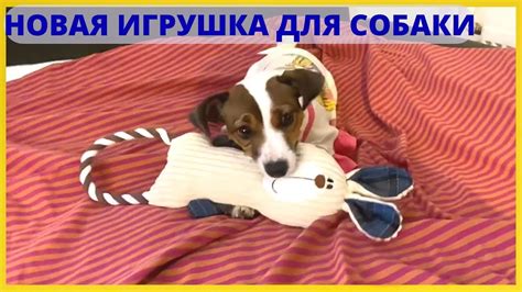 Новая игрушка для собаки - YouTube