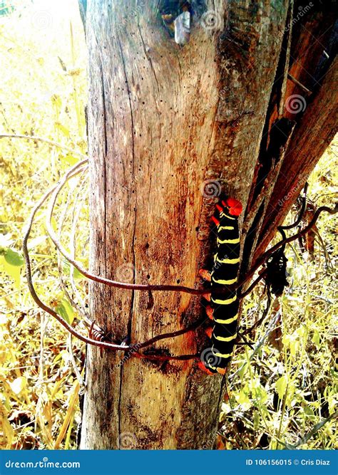 Worm, Caterpillar Stock Image | CartoonDealer.com #63856669