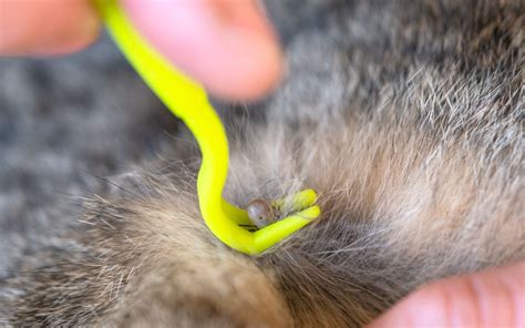 Pode Dar Banho Em Filhote De Cachorro Com 40 Dias - 5