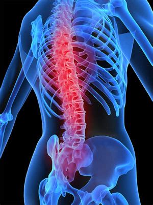 Changes in the Skeletal System (Osteoporosis)