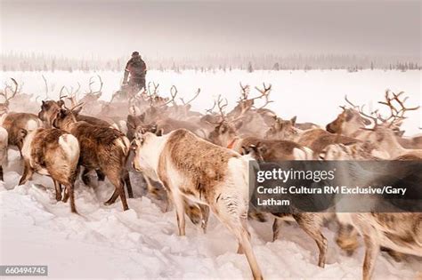 2,879 Sami People Stock Photos, High-Res Pictures, and Images - Getty