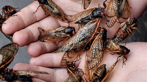 Huge, noisy cicada invasion to swarm these 17 U.S. states in 2024. See the map. - nj.com