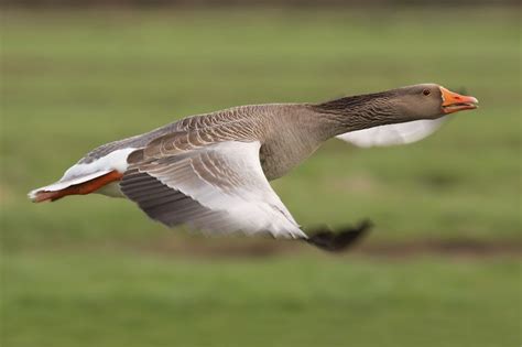 Natura Hellas: Χήνες (Χηνίναι - Anserinae). Περιγραφή, είδη, μετανάστευση