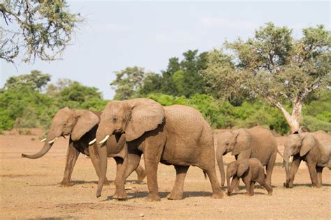 Elephant herd stock photo. Image of matriarch, daytime - 23147012