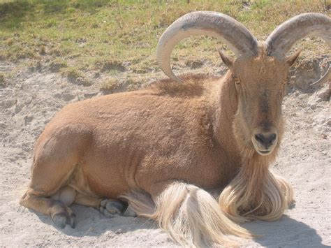 Tree Frogs . . . England, United Kingdom of Great Britain and Northern