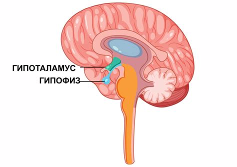 МРТ гипофиза с контрастом