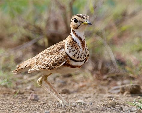 Three-banded courser