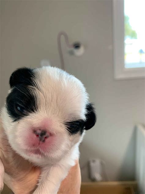 Japanese Chin Puppies For Sale - AKC PuppyFinder