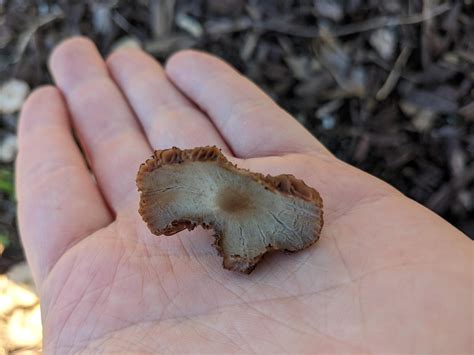 [ID Request] found on an old mulch pile (years) at my brother's in NW