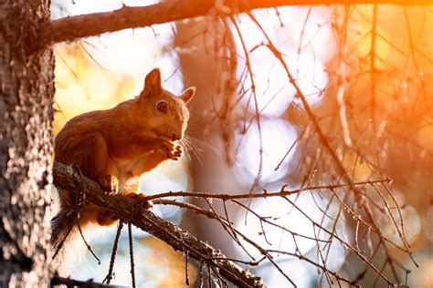 What to Know as Ohio’s 2023-2024 Squirrel Hunting Season Nears – AimHi