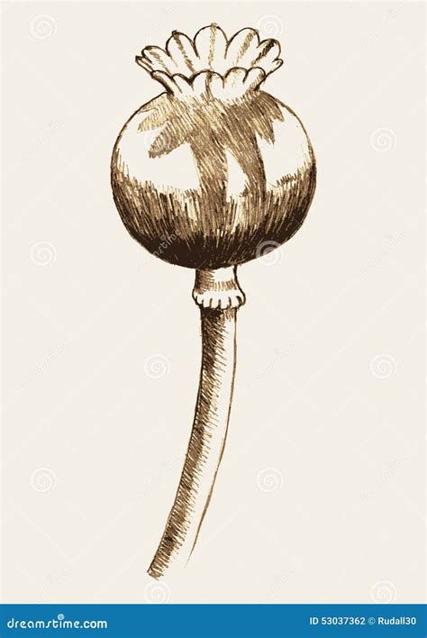 Opium Plant Vector Illustration | CartoonDealer.com #53037362