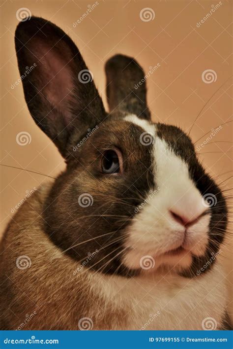 Coniglio immagine stock. Immagine di carino, animale - 97699155